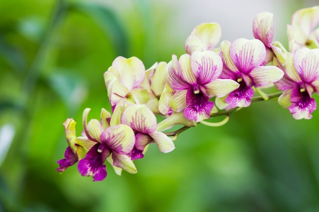 orchidées violettes dans le jardin