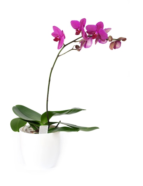 Orchidées