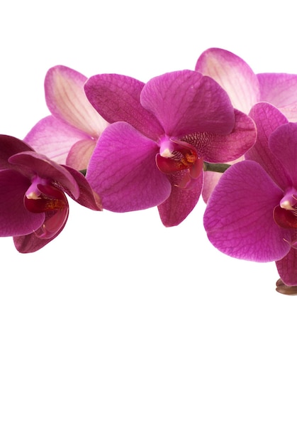 Orchidées