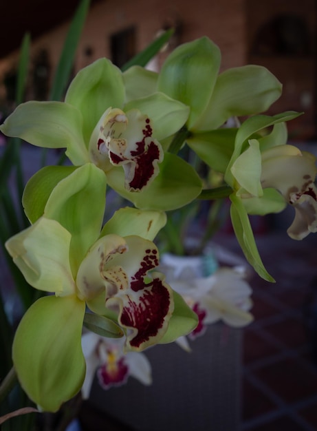 Photo orchides de culture biologique et naturelle