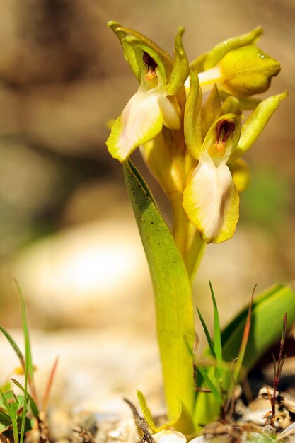 Orchis collina est une espèce terrestre de la famille des orchidées