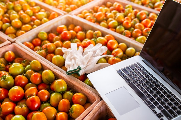 Ordinateur avec des gants, mettre beaucoup de tomates, le concept de commerce de tomates en ligne.