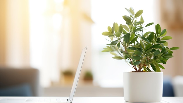 Ordinateur portable avec plante verte en pot blanc sur la table à la maison