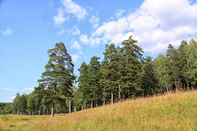 L'orée de la forêt