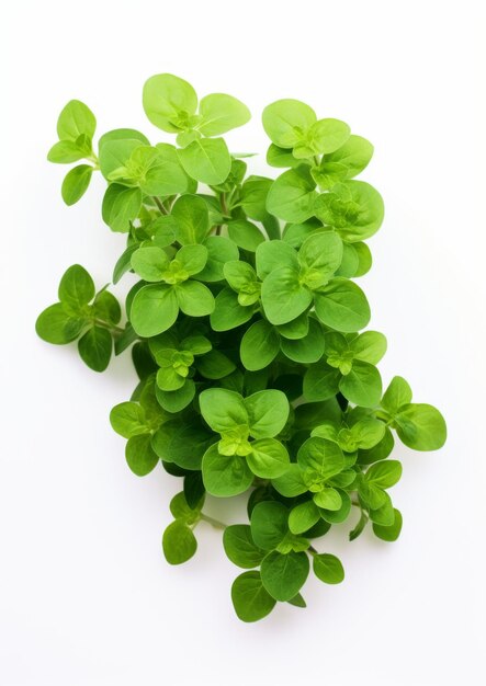 Oregano frais sur un fond blanc IA générative