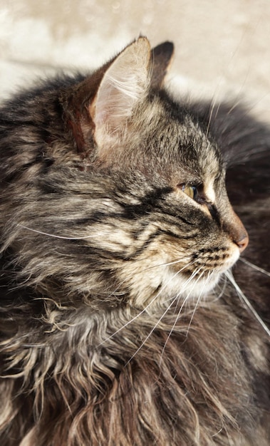 L'oreille d'un chat est visible sur le côté droit du visage.