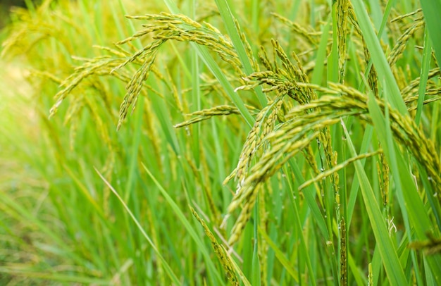 Oreille de riz dans la rizière