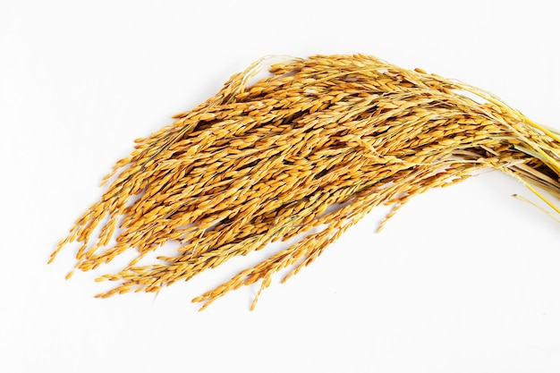 Oreille de riz paddy sur fond blanc.