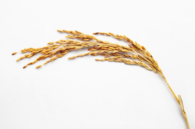 Oreille de riz paddy sur fond blanc.