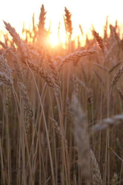 Oreilles de blé mûr au coucher du soleil coloré clair