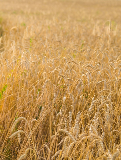 Oreilles de blé d'or sur le gros plan du champ.