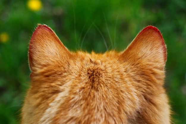 Photo oreilles de chat rouge se bouchent