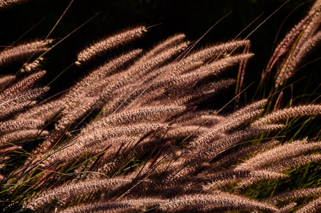 Oreilles dorées