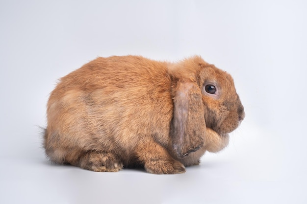 Des oreilles dressées de lapin brun rouge mignon poilu et moelleux sont assis regarder dans l'appareil photo et nettoyer