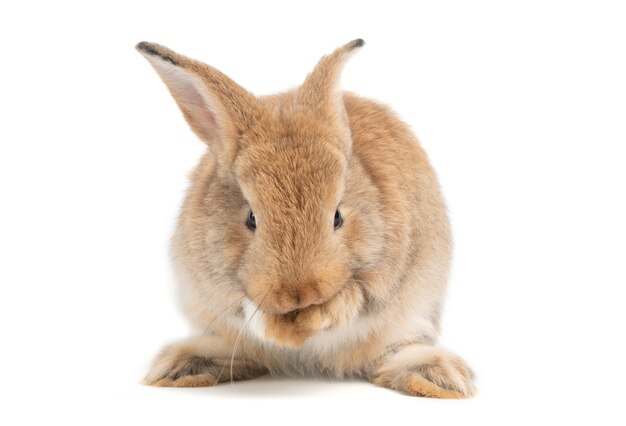 Les oreilles dressées de lapin brun rouge mignon et poilu sont assis