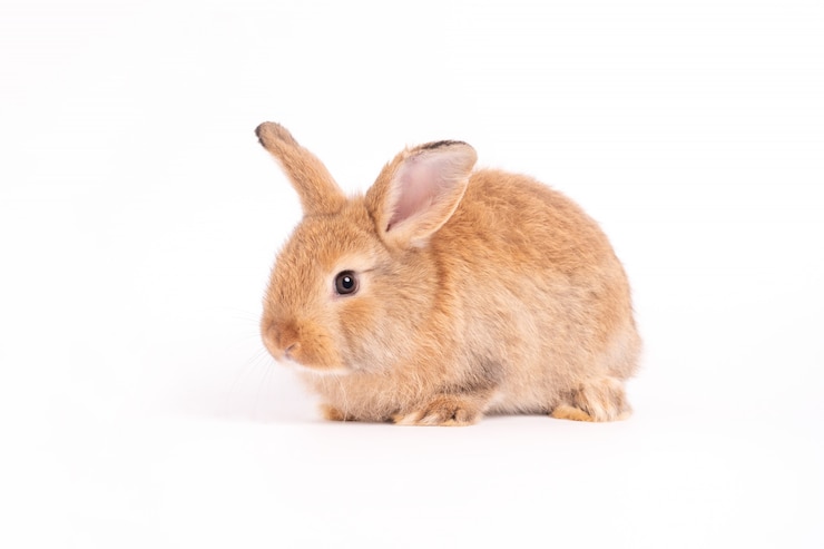 Photo les oreilles dressées de lapin brun rouge mignon et poilu sont assis