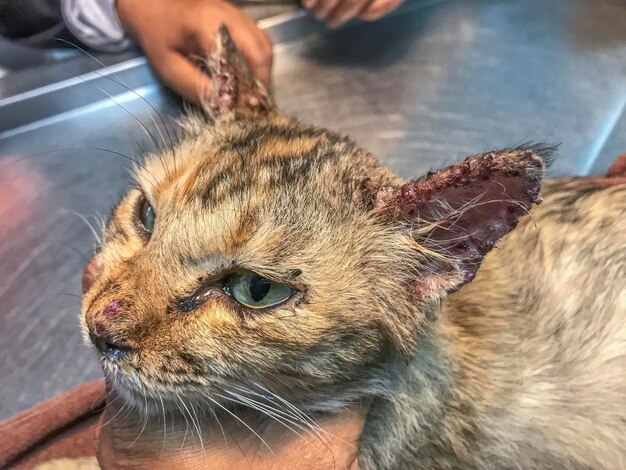 Photo les oreilles du chat marquées par des lésions de sporotrichose, un témoignage visuel de la bataille difficile contre cette affliction fongique.