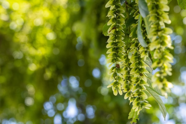 Les oreilles de fruits de fond naturel d'été se transforment en grappes d'arbres pterocarya stenoptera