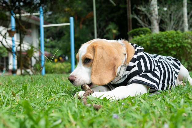 Oreilles marron chien chiot beagle accroupi sur la cour d&#39;herbe verte jouer et mâcher