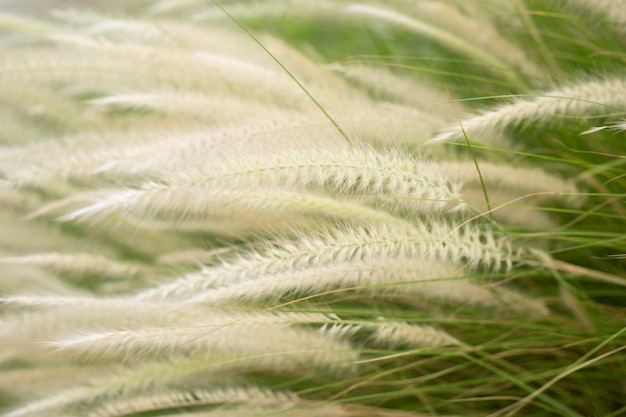 Oreilles moelleuses d'herbe sauvage close up background