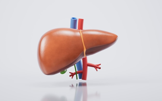 Organe du foie avec concept de soins de santé 3D rendu illustration 3D