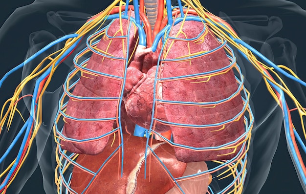 Photo organes internes humains au travail et système vasculaire