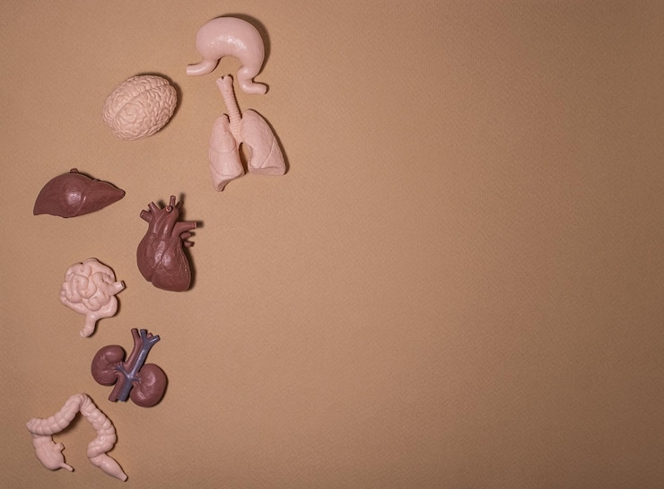 Photo organs internes de la santé humaine