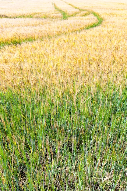 Orge jaune et vert, utilisé dans les activités agricoles, gros plan avec des traces de transport sur l'orge jaune