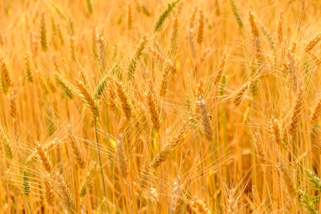 Orge sèche dans la nature