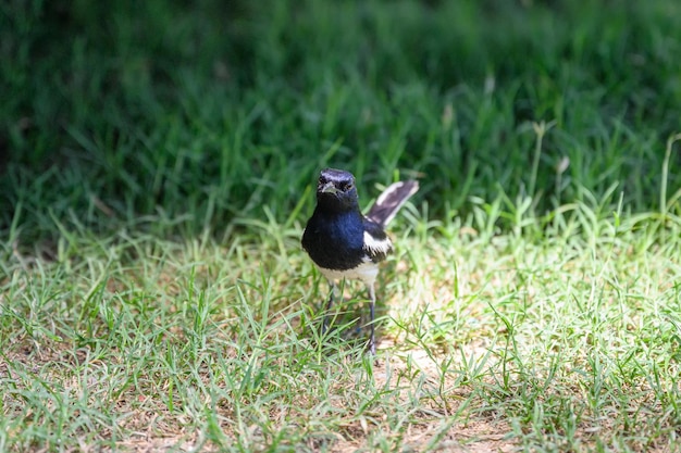 Oriental pie robin petit oiseau debout sur l'herbe dans la campagne