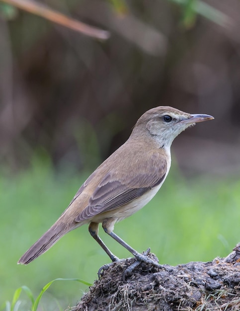 Oriental Reed Warbler debout à la recherche de nourriture sur l'herbe