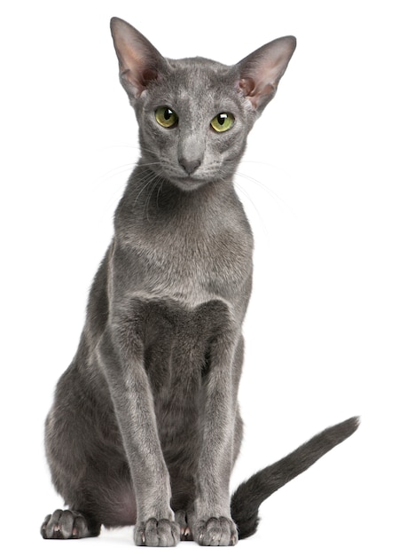 Oriental Shorthair (10 mois)