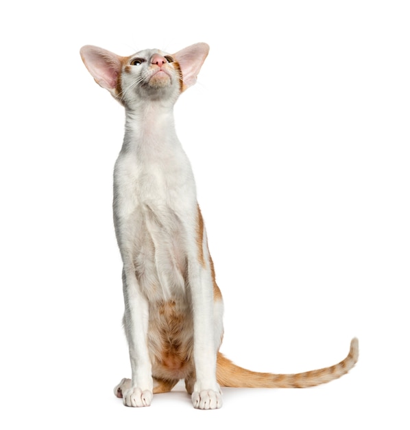 Oriental Shorthair assis isolé sur blanc