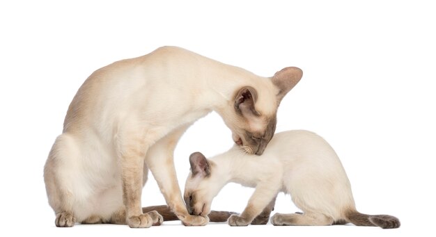 Oriental Shorthair père assis avec son chaton, âgé de 9 semaines, et se nettoyant