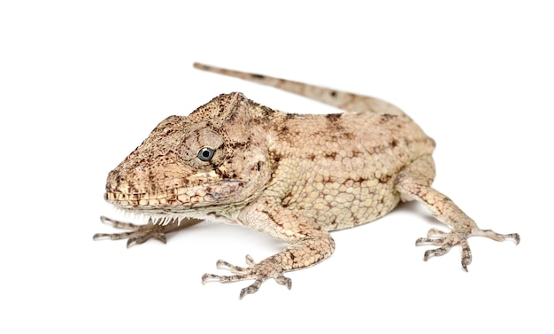 Oriente Bearded Anole ou Anolis porcus, Chamaeleolis porcus, Polychrus est un genre de lézards, communément appelé bush anoles, contre une surface blanche