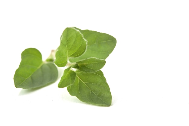 Origan ou feuilles de marjolaine sur fond blanc