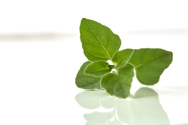 Origan ou feuilles de marjolaine sur fond blanc