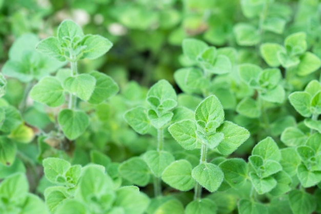 Origan frais dans le jardin d'herbes dans la nature