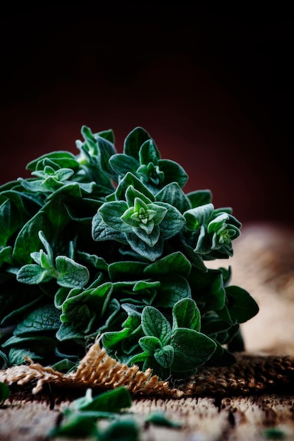 Origan vert frais ou Origanum vulgare dans une poutre vintage background selective focus