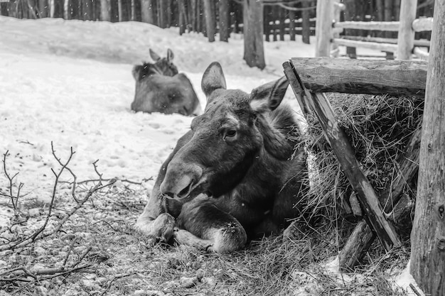 L'orignal au repos se trouve sur l'herbe photo en noir et blanc