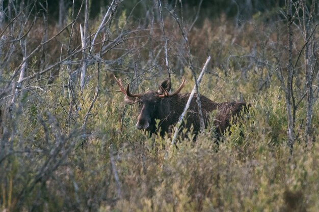 Photo l'orignal à l'automne le cerf à la ruée à l'hiver