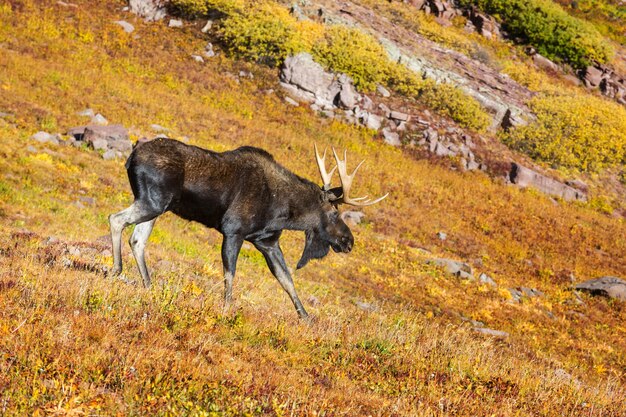 Orignal dans la forêt d'automne. Nature de la faune aux Etats-Unis.