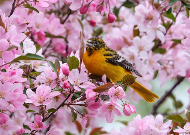 Oriole de Baltimore dans un pommetier en fleurs un jour de printemps à Ottawa, Canada