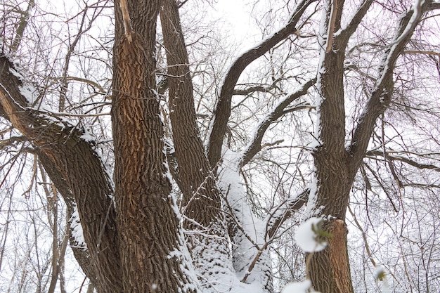 Photo orme de paysage d'hiver avec des tiges épaisses