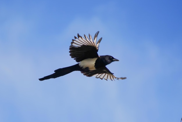 Photo ornithologie des oiseaux