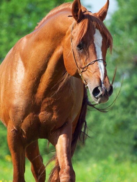 Orse debout contre les arbres