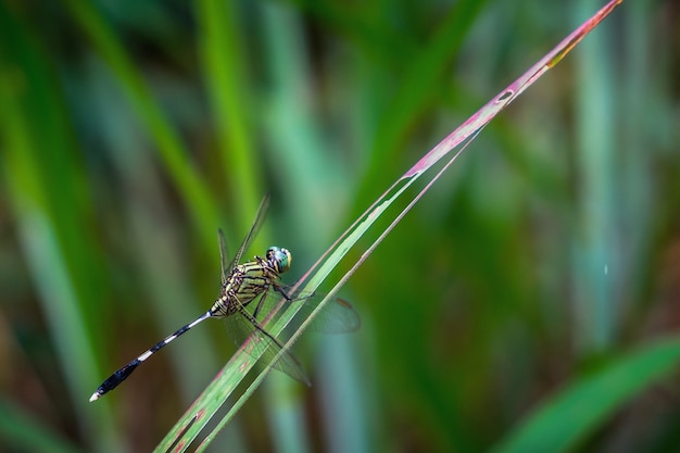 Orthetrum sabina. Libellule Skimmeri tigre vert sur l&#39;herbe.