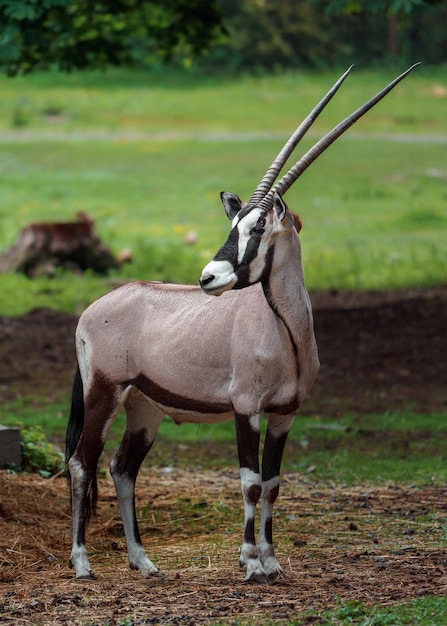 Oryx d'Afrique du Sud