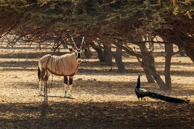 Oryx d&#39;Arabie ou oryx blanc (Oryx leucoryx) et paon en réserve