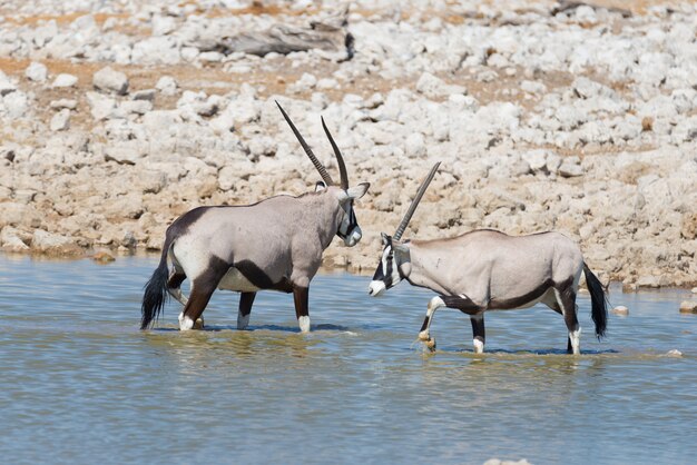 Oryx buvant au point d'eau d'Okaukuejo en plein jour. Safari animalier dans le parc national d'Etosha, principale destination de voyage en Namibie, en Afrique.